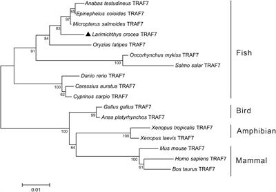 Teleost TRAF7, a protein functions in the host antiviral responses via NF-κB and IRF3/7 mediated signaling